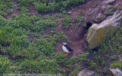 Where are the puffins at South Stack Cliffs?